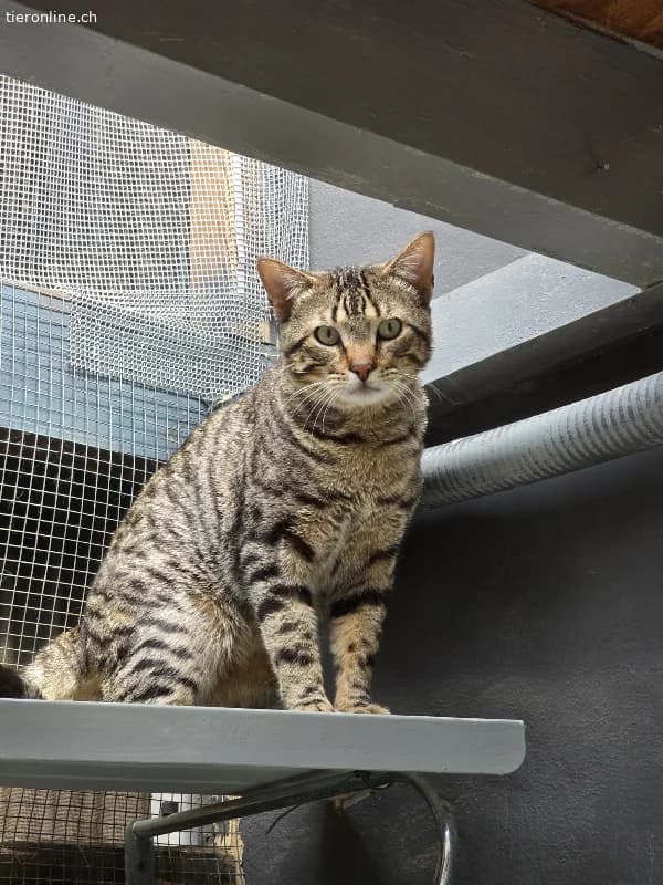 DRINGEND, male Mixed Breed Cat for adoption at Tieronline.ch, Zürich — photo 4 of 6