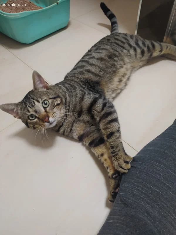 DRINGEND, male Mixed Breed Cat for adoption at Tieronline.ch, Zürich — photo 5 of 6