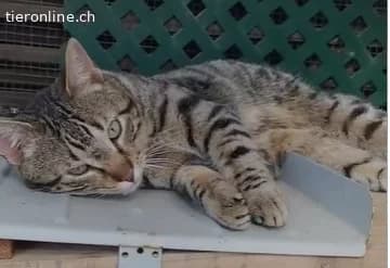 DRINGEND, male Mixed Breed Cat for adoption at Tieronline.ch, Zürich — photo 6 of 6