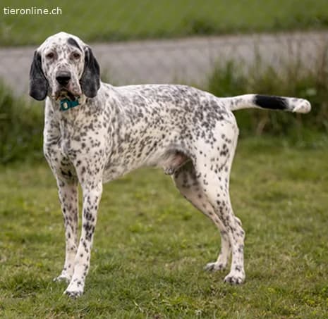 Lur, der sensible Pointer Mischling, male Pointer for adoption at Tieronline.ch, Zürich — photo 2 of 6
