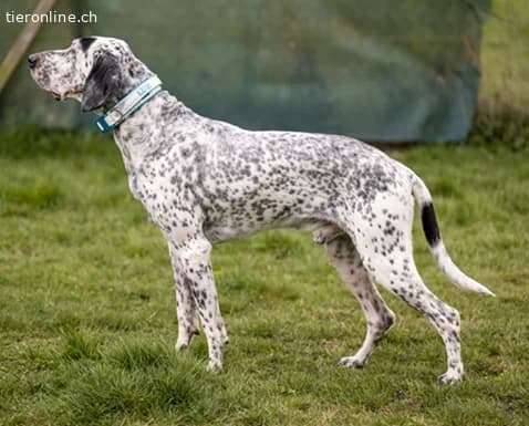 Lur, der sensible Pointer Mischling, male Pointer for adoption at Tieronline.ch, Zürich — photo 3 of 6