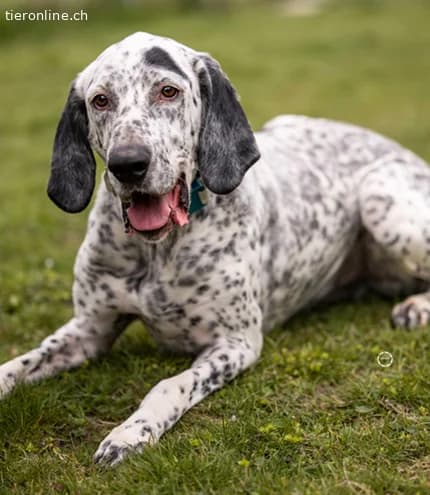 Lur, der sensible Pointer Mischling, male Pointer for adoption at Tieronline.ch, Zürich — photo 4 of 6