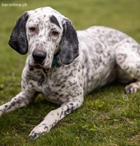 Lur, der sensible Pointer Mischling, male Pointer for adoption at Tieronline.ch, Zürich — photo 5 of 6