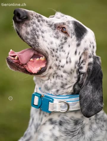 Lur, der sensible Pointer Mischling, male Pointer for adoption at Tieronline.ch, Zürich — photo 6 of 6