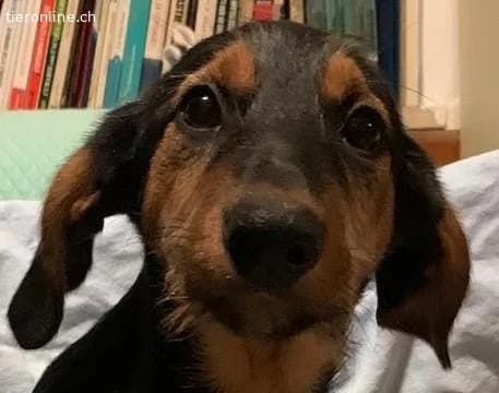 Welpe Milly immer noch ohne ein Zuhause, female Mixed Breed for adoption at Tieronline.ch, Zürich