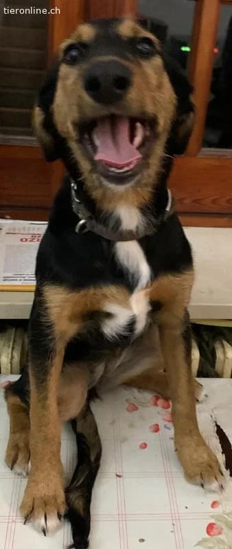 Welpe Milly immer noch ohne ein Zuhause, female Mixed Breed for adoption at Tieronline.ch, Zürich — photo 2 of 6