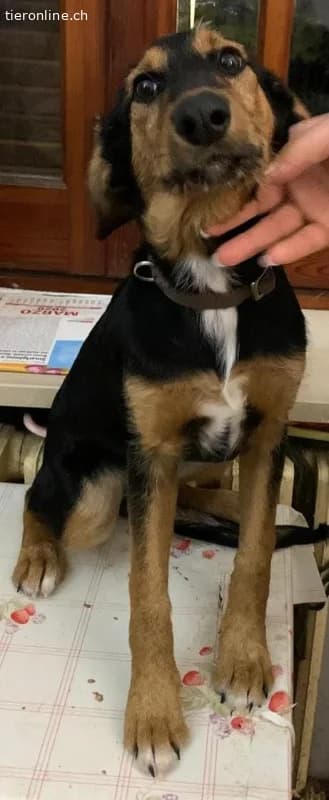 Welpe Milly immer noch ohne ein Zuhause, female Mixed Breed for adoption at Tieronline.ch, Zürich — photo 3 of 6