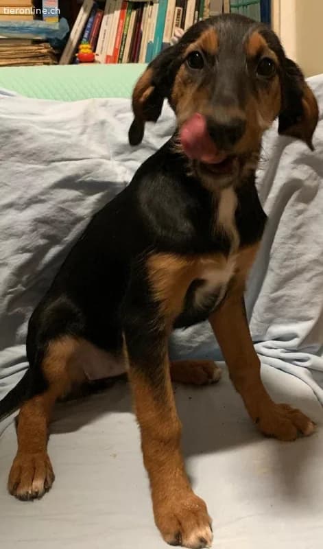 Welpe Milly immer noch ohne ein Zuhause, female Mixed Breed for adoption at Tieronline.ch, Zürich — photo 4 of 6