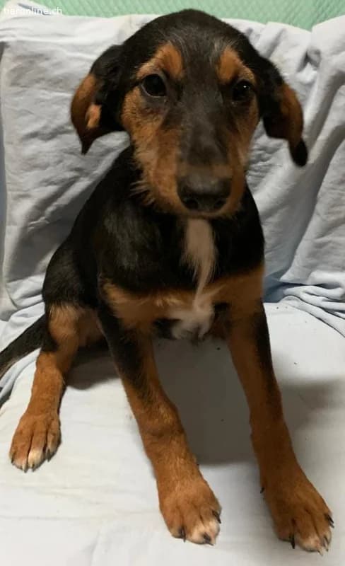 Welpe Milly immer noch ohne ein Zuhause, female Mixed Breed for adoption at Tieronline.ch, Zürich — photo 5 of 6