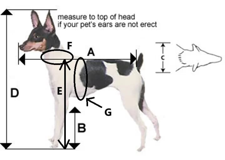 Welpe Milly immer noch ohne ein Zuhause, female Mixed Breed for adoption at Tieronline.ch, Zürich — photo 6 of 6