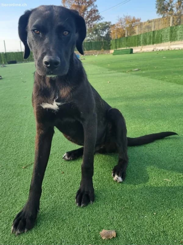 ICH WERDE DIR EIN TREUER BEGLEITER SEIN, male Mixed Breed for adoption at Tieronline.ch, Zürich