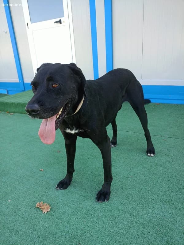 ICH WERDE DIR EIN TREUER BEGLEITER SEIN, male Mixed Breed for adoption at Tieronline.ch, Zürich — photo 2 of 5