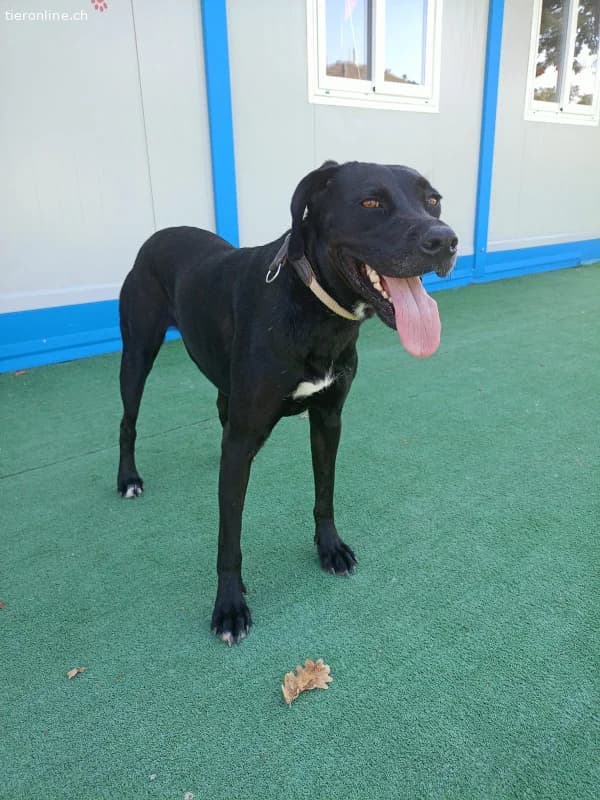 ICH WERDE DIR EIN TREUER BEGLEITER SEIN, male Mixed Breed for adoption at Tieronline.ch, Zürich — photo 3 of 5