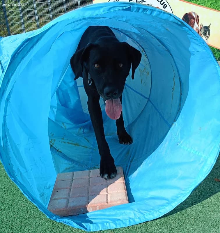 ICH WERDE DIR EIN TREUER BEGLEITER SEIN, male Mixed Breed for adoption at Tieronline.ch, Zürich — photo 4 of 5