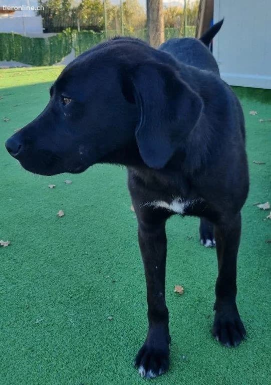 ICH WERDE DIR EIN TREUER BEGLEITER SEIN, male Mixed Breed for adoption at Tieronline.ch, Zürich — photo 5 of 5