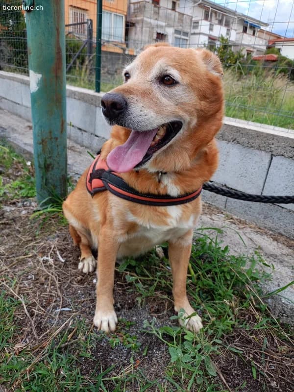 HERMES SUCHT EINEN DEFINITIVEN PLATZ IM HERZEN EIN, male Mixed Breed for adoption at Tieronline.ch, Zürich