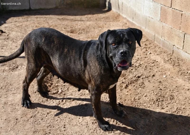 Shila sucht ein Zuhause!, female Cane Corso for adoption at Tieronline.ch, Zürich