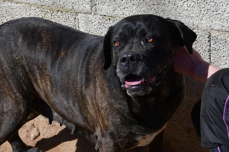 Shila sucht ein Zuhause!, female Cane Corso for adoption at Tieronline.ch, Zürich — photo 2 of 5