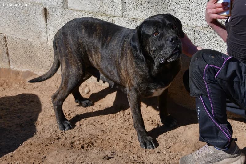 Shila sucht ein Zuhause!, female Cane Corso for adoption at Tieronline.ch, Zürich — photo 3 of 5