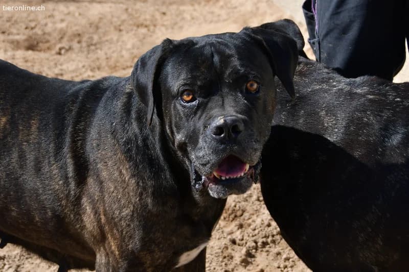 Shila sucht ein Zuhause!, female Cane Corso for adoption at Tieronline.ch, Zürich — photo 4 of 5