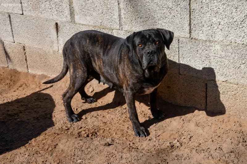 Shila sucht ein Zuhause!, female Cane Corso for adoption at Tieronline.ch, Zürich — photo 5 of 5