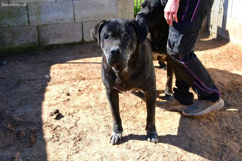 Rex sucht ein Zuhause!, male Cane Corso for adoption at Tieronline.ch, Zürich