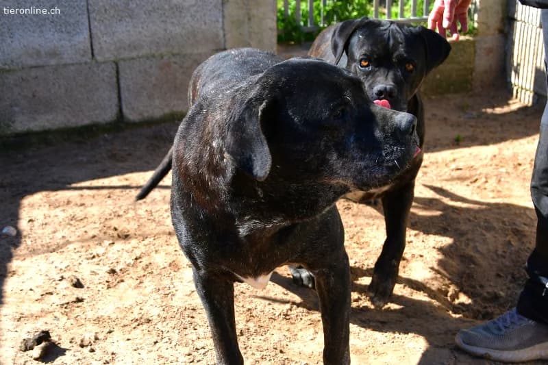 Rex sucht ein Zuhause!, male Cane Corso for adoption at Tieronline.ch, Zürich — photo 2 of 6
