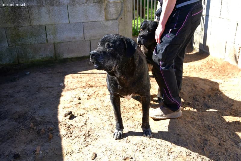 Rex sucht ein Zuhause!, male Cane Corso for adoption at Tieronline.ch, Zürich — photo 3 of 6