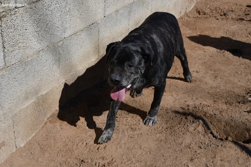 Rex sucht ein Zuhause!, male Cane Corso for adoption at Tieronline.ch, Zürich — photo 4 of 6