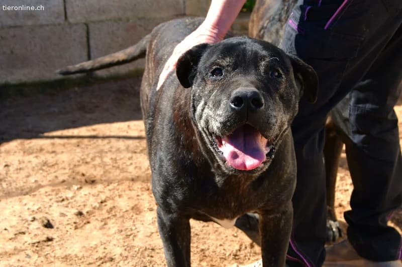 Rex sucht ein Zuhause!, male Cane Corso for adoption at Tieronline.ch, Zürich — photo 5 of 6