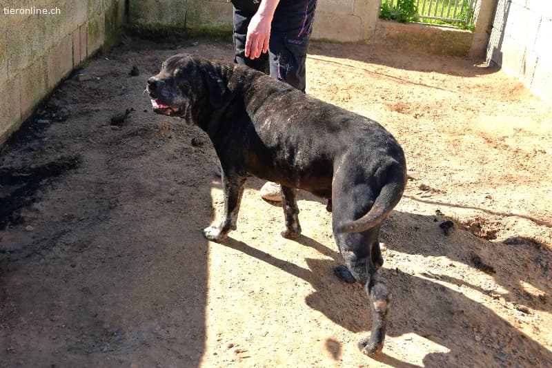 Rex sucht ein Zuhause!, male Cane Corso for adoption at Tieronline.ch, Zürich — photo 6 of 6