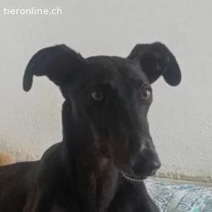 Rasmia, female Galgo Español for adoption at Tieronline.ch, Zürich