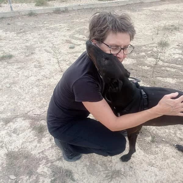 Rasmia, female Galgo Español for adoption at Tieronline.ch, Zürich — photo 2 of 6