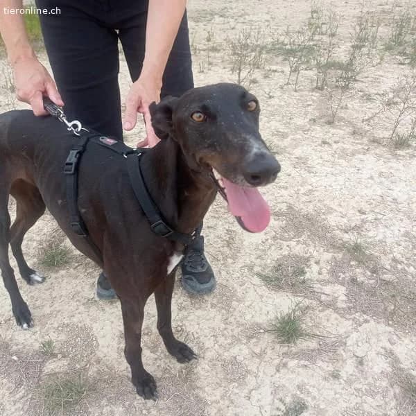 Rasmia, female Galgo Español for adoption at Tieronline.ch, Zürich — photo 3 of 6
