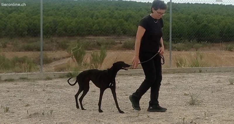 Rasmia, female Galgo Español for adoption at Tieronline.ch, Zürich — photo 4 of 6