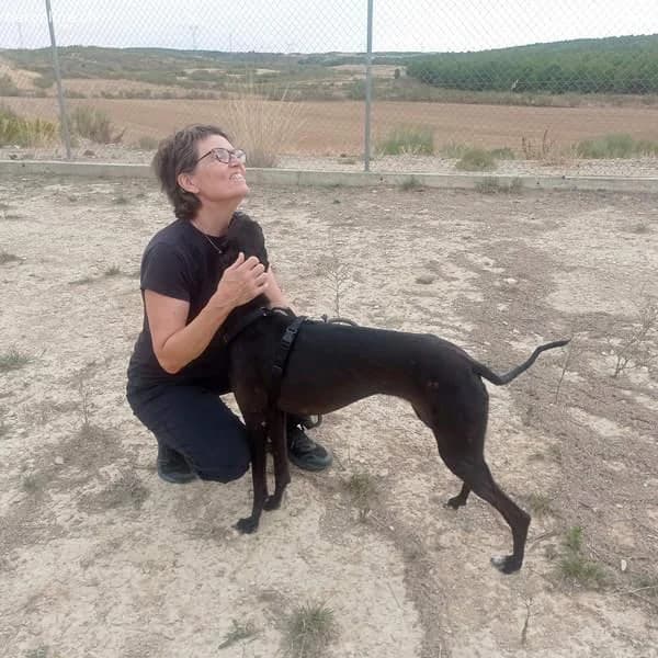 Rasmia, female Galgo Español for adoption at Tieronline.ch, Zürich — photo 5 of 6