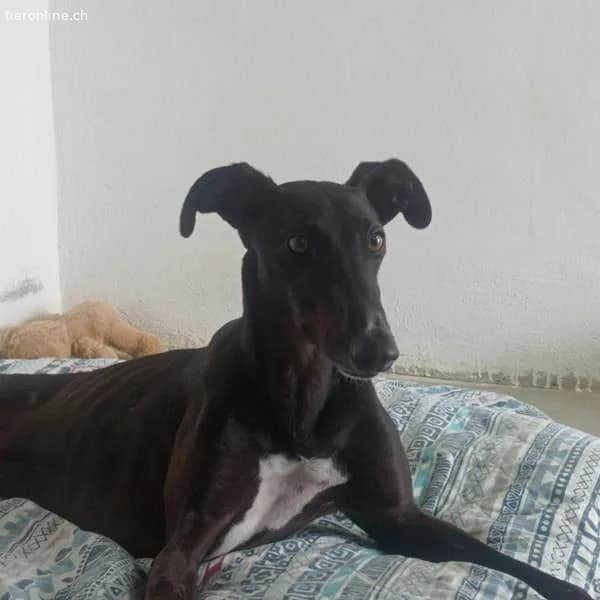 Rasmia, female Galgo Español for adoption at Tieronline.ch, Zürich — photo 6 of 6