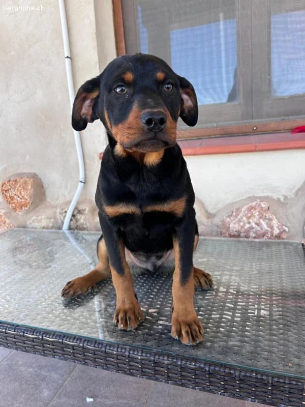 Kleiner Theo , 4 Monate alt, sucht seine Herzens, male Podenco for adoption at Tieronline.ch, Zürich