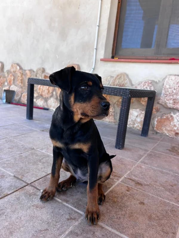 Kleiner Theo , 4 Monate alt, sucht seine Herzens, male Podenco for adoption at Tieronline.ch, Zürich — photo 2 of 3