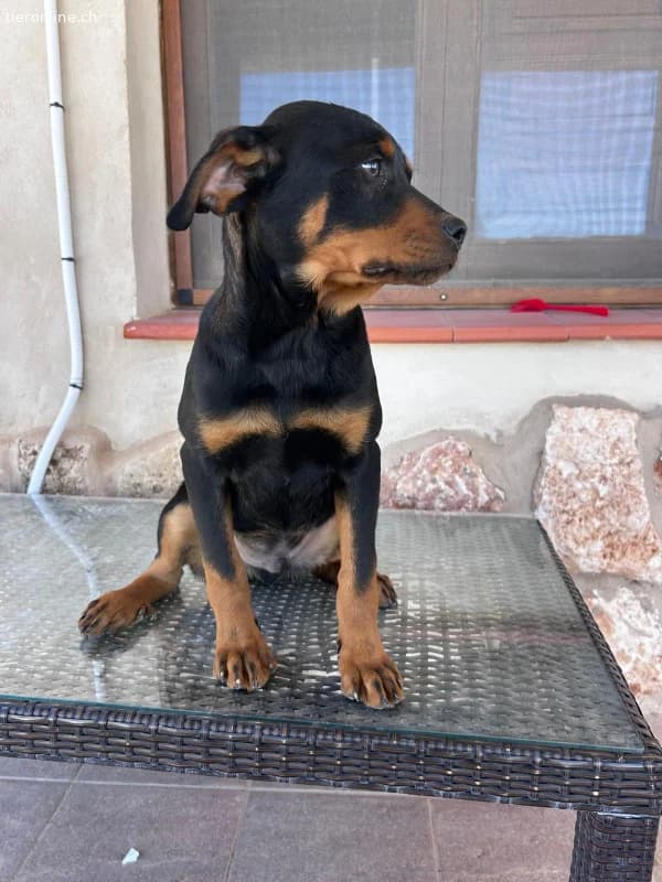 Kleiner Theo , 4 Monate alt, sucht seine Herzens, male Podenco for adoption at Tieronline.ch, Zürich — photo 3 of 3