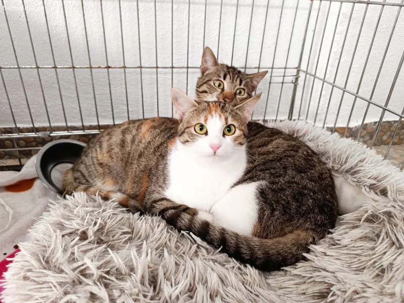 Lumi sucht ein Zuhause (8 Monate), female European Shorthair for adoption at Tieronline.ch, Zürich