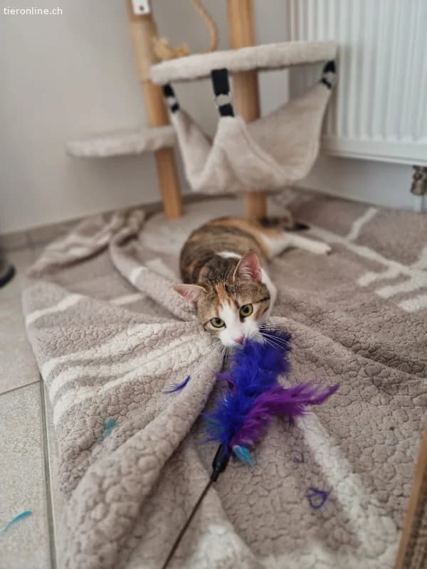 Lumi sucht ein Zuhause (8 Monate), female European Shorthair for adoption at Tieronline.ch, Zürich — photo 3 of 5