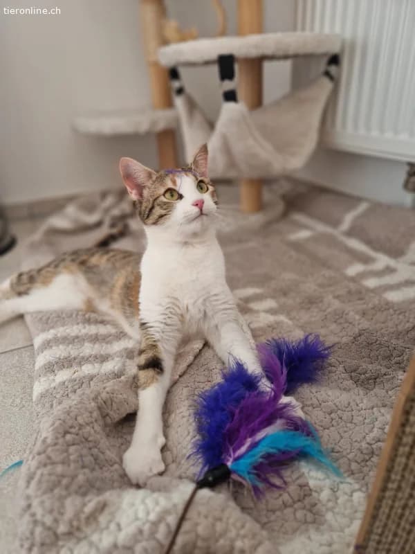 Lumi sucht ein Zuhause (8 Monate), female European Shorthair for adoption at Tieronline.ch, Zürich — photo 4 of 5