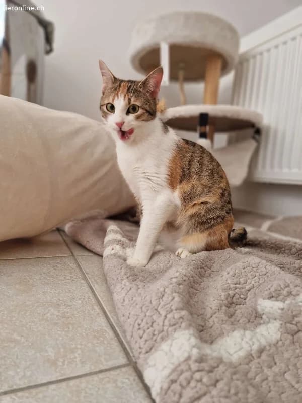 Lumi sucht ein Zuhause (8 Monate), female European Shorthair for adoption at Tieronline.ch, Zürich — photo 5 of 5