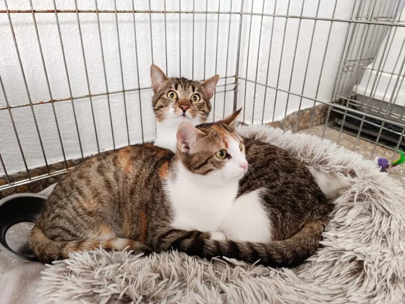 Colin sucht ein Zuhause (8 Monate), male European Shorthair for adoption at Tieronline.ch, Zürich