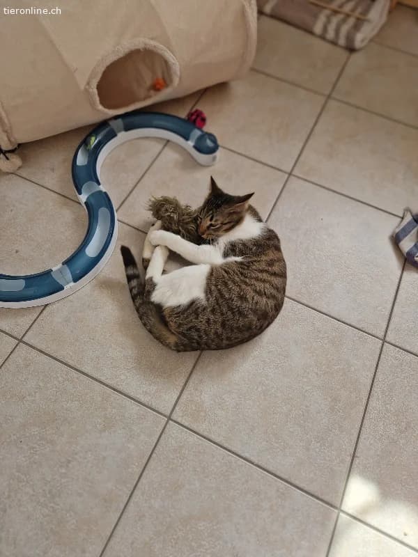 Colin sucht ein Zuhause (8 Monate), male European Shorthair for adoption at Tieronline.ch, Zürich — photo 2 of 5