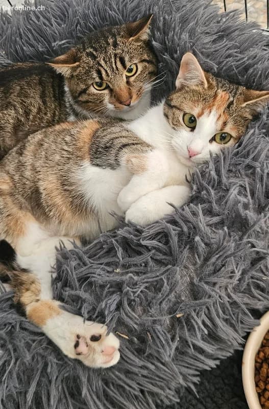 Colin sucht ein Zuhause (8 Monate), male European Shorthair for adoption at Tieronline.ch, Zürich — photo 3 of 5