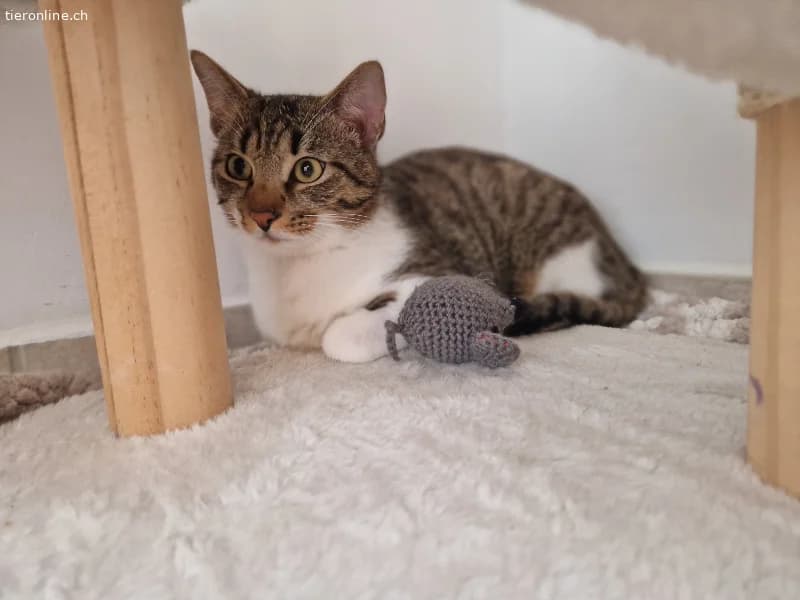 Colin sucht ein Zuhause (8 Monate), male European Shorthair for adoption at Tieronline.ch, Zürich — photo 4 of 5