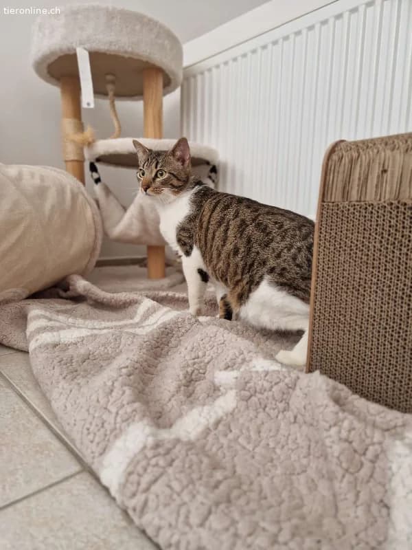 Colin sucht ein Zuhause (8 Monate), male European Shorthair for adoption at Tieronline.ch, Zürich — photo 5 of 5