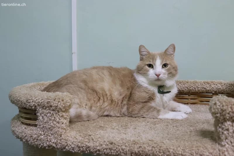 Bu, male European Shorthair for adoption at Tieronline.ch, Zürich